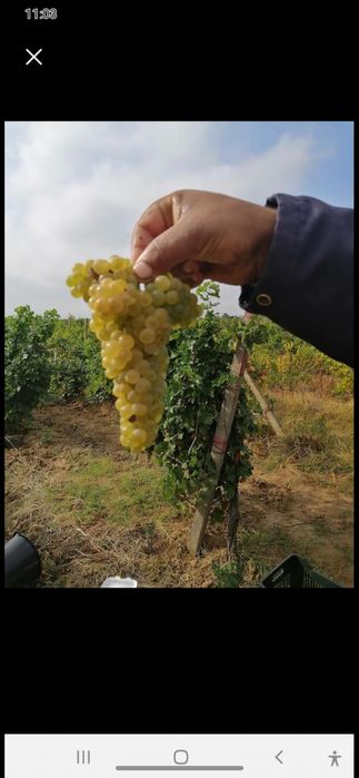 Struguri de vin PRODUCATOR