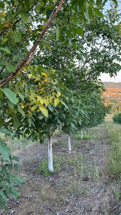 Livadă nuci matură, plantație intensivă, irigație + fântână, Sălaj