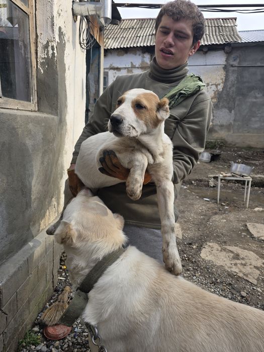 Щенок среднеазиаткой  овчарки