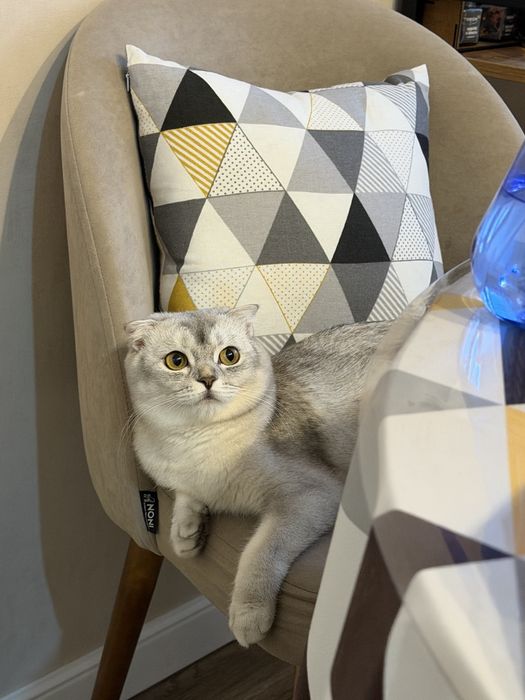 Котята скоттиш фолд