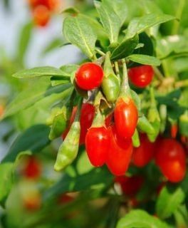 Arbuști Fructiferi (Goji )