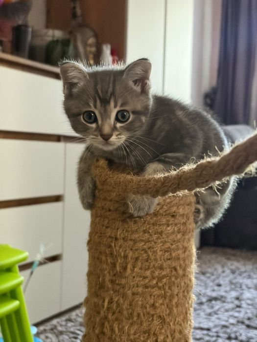 Продам котят скоттиш страйт