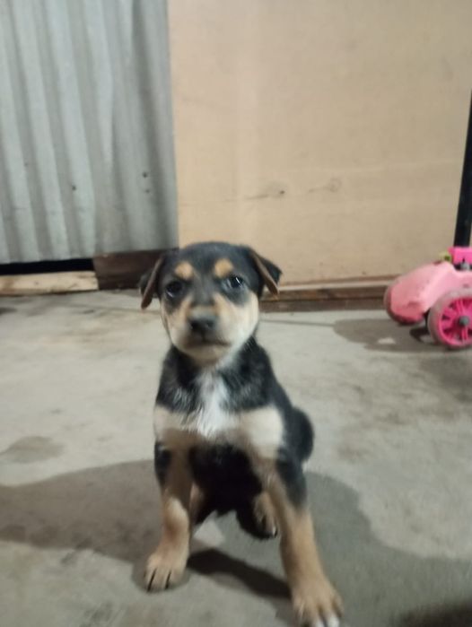 Отдам даром щенки