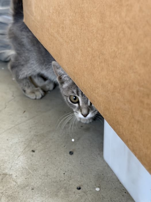 Котенок в добрые руки