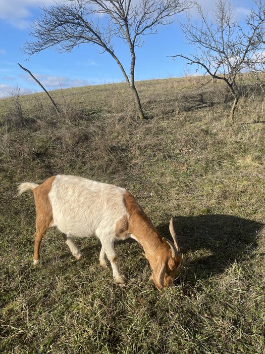 Vand oi si capre diferite rase