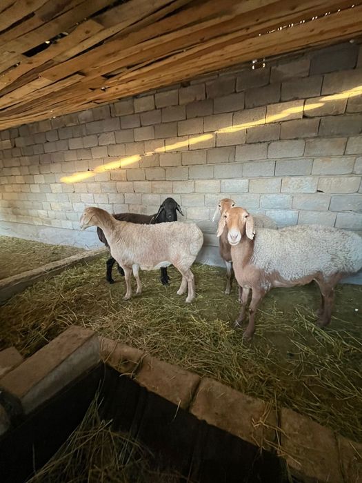 Арашан қойлар сатылады