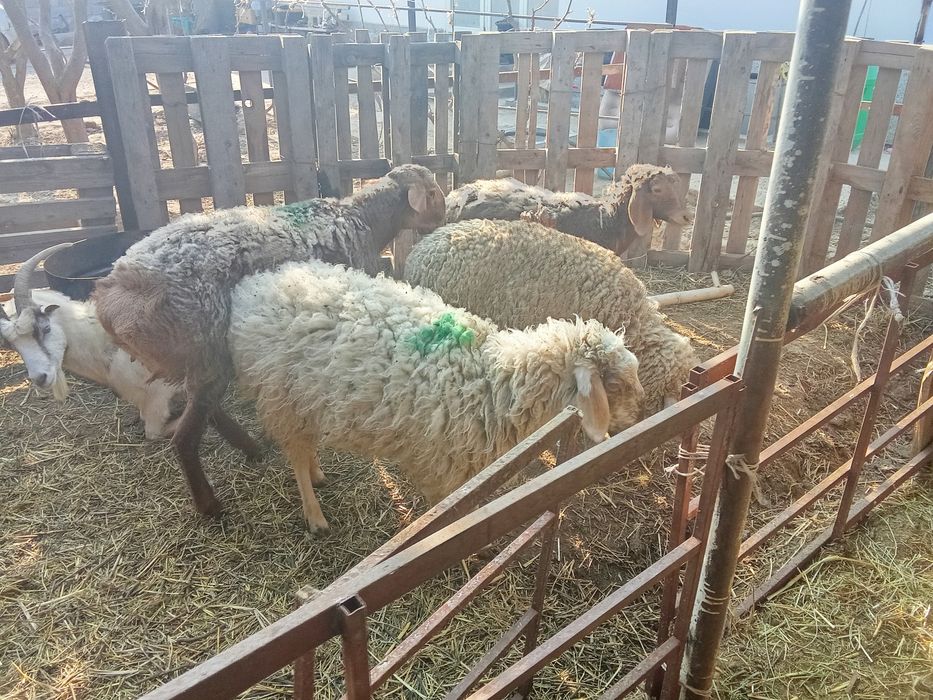 Овцы.кой токты сатылады