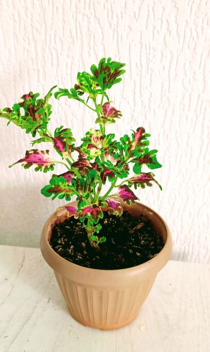 Комнатные цветый разные 1000