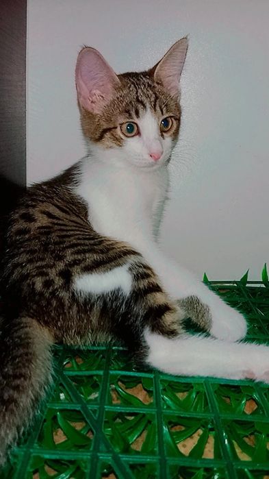 Котята в добрые руки. ПРИВИТЫ!