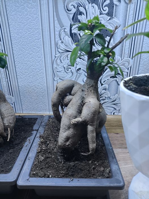 Продам бонсай микрокарпа