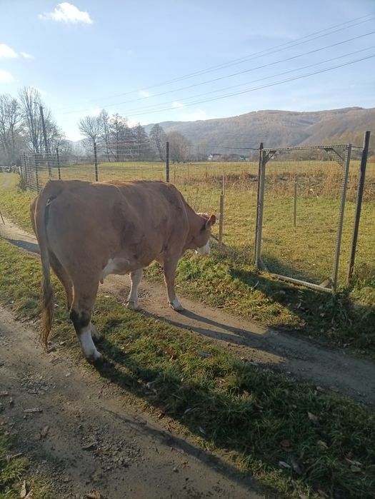 Vând vacă bălțată românească