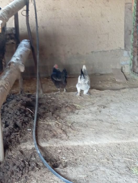 Тауық бар  тұқым 100% туып тұр