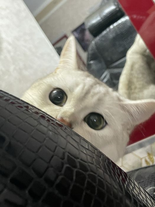 Серебристая Шиншилла