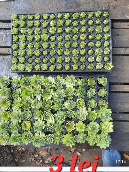 Marturii suculente . La fir de planta sau asamblate
