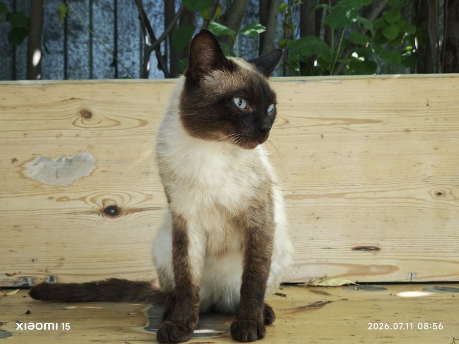 Сиамский кот мальчик