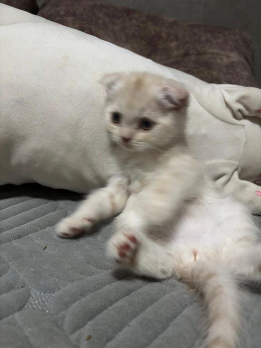Продам веслоухого котёнка