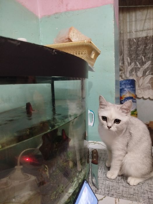 Продам кошку скоттиш Стрейт