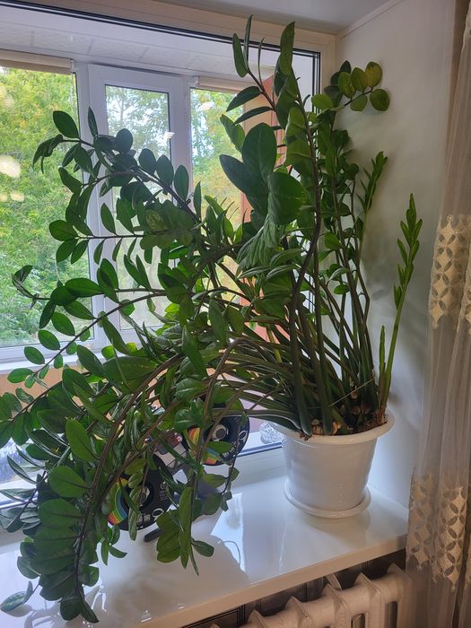 Замиакулькас продам.