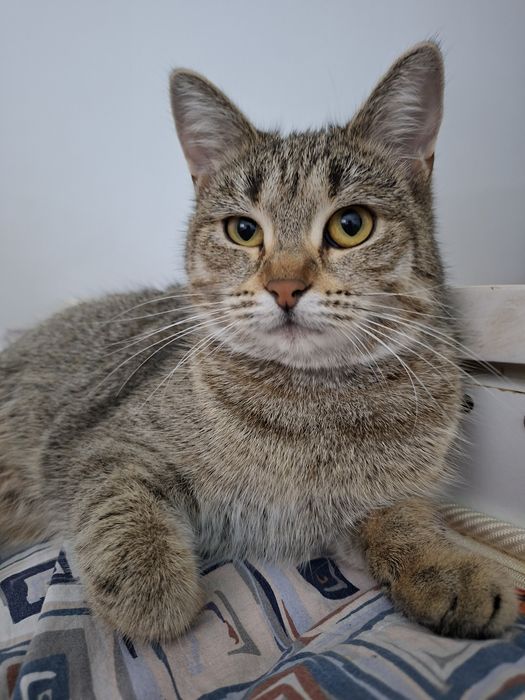 Кошка шотланский прямоухая