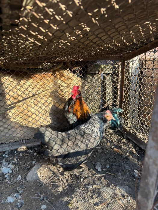 Карликовые куры домашние