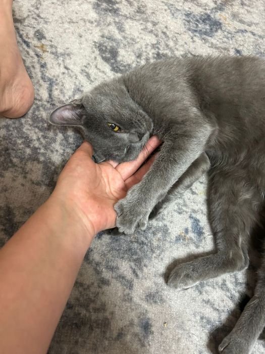 Отдам в добрые руки