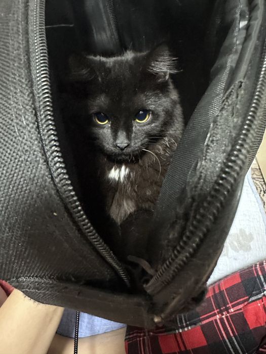 Koтенок по кличке Марсель