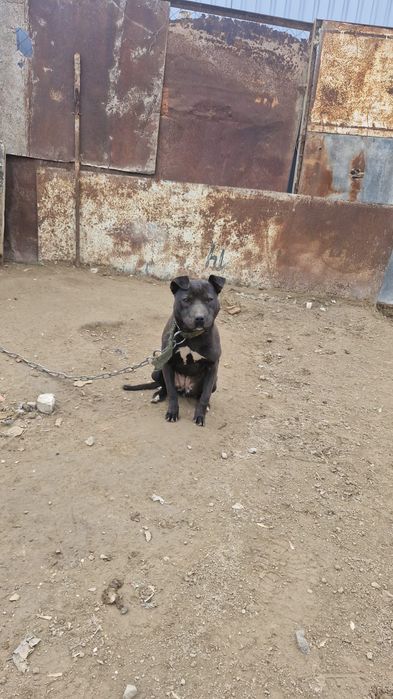 Питбультерер чистокровные