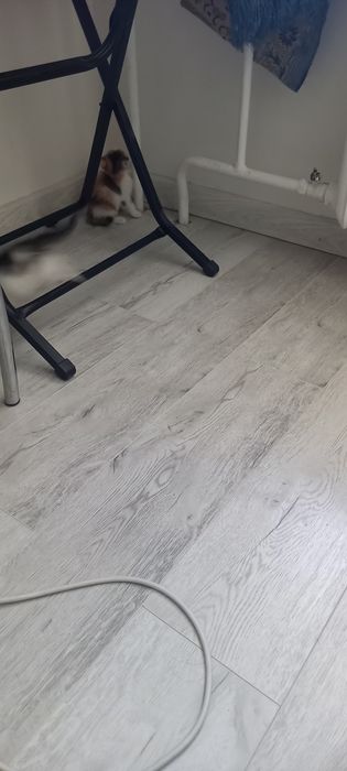 Котята домашние отдам