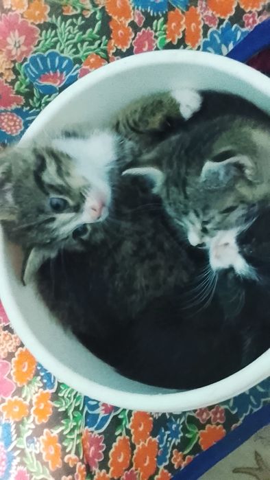 Домашние короткошёрстные котята, ласковые, игривые и милые