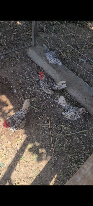 Gaini sebright argintiu -pui- pasari ornamentale de calitate