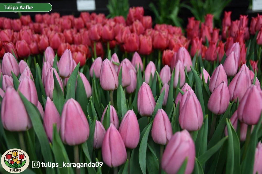 Оптом тюльпаны Голландия