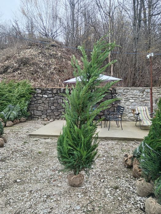 Chiparos Leylandii GIGANT!