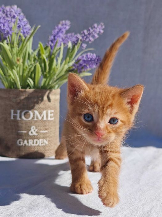 Подаряваме 4 котенца!