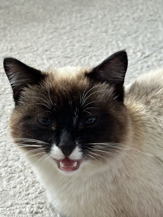 кот тайской породы