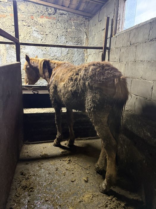 Лошади с откорма на развод.