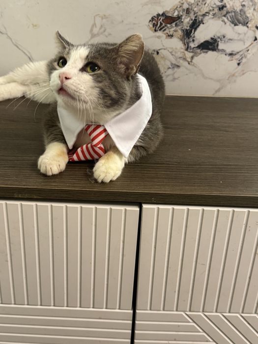 Кот по имени Фантик