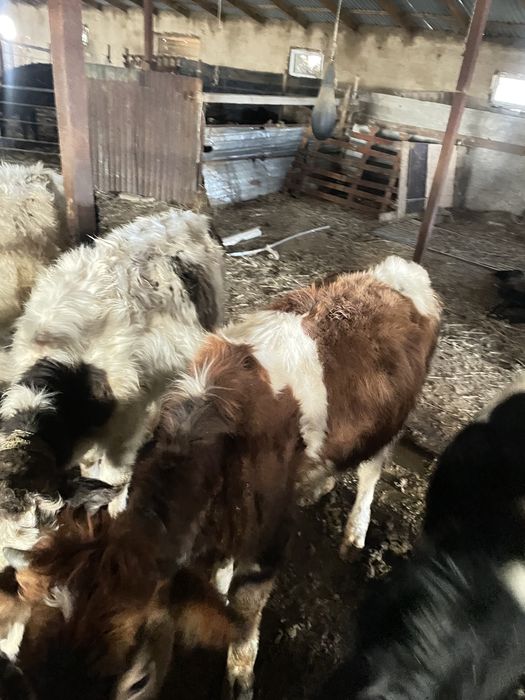 Продается скот галештейн