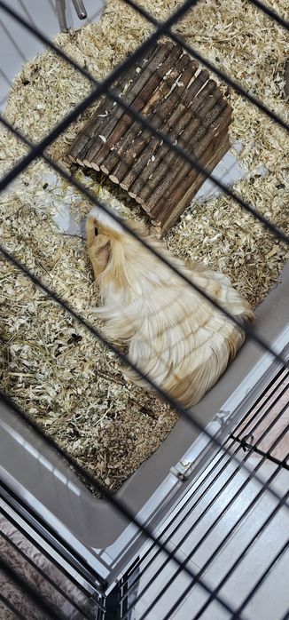 Porcusor de guineea
