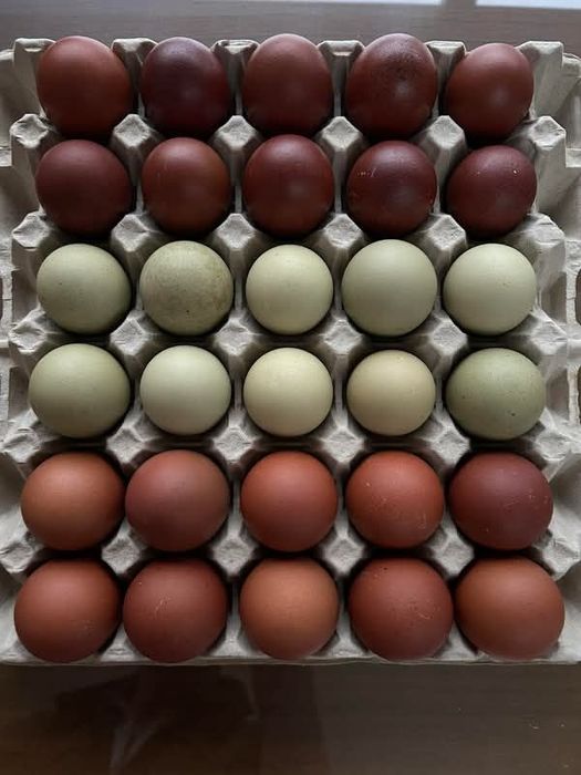 Маран зотли товуклар сотилади