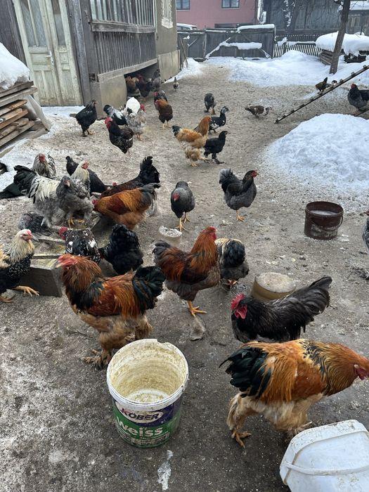 Cocosi de rasa de anul trecut scosi