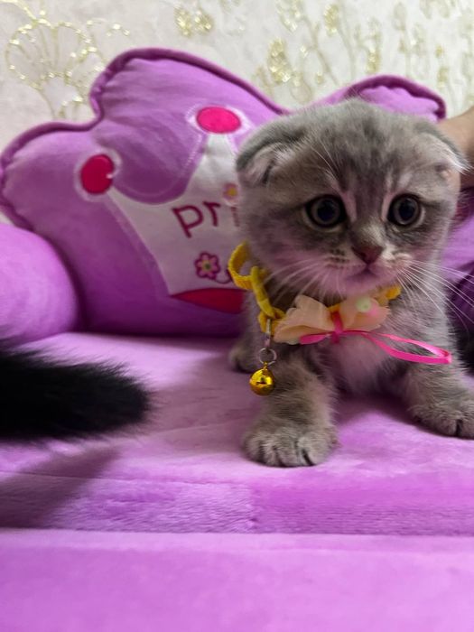 Продается котята , смесь золотая шиншилла и британский