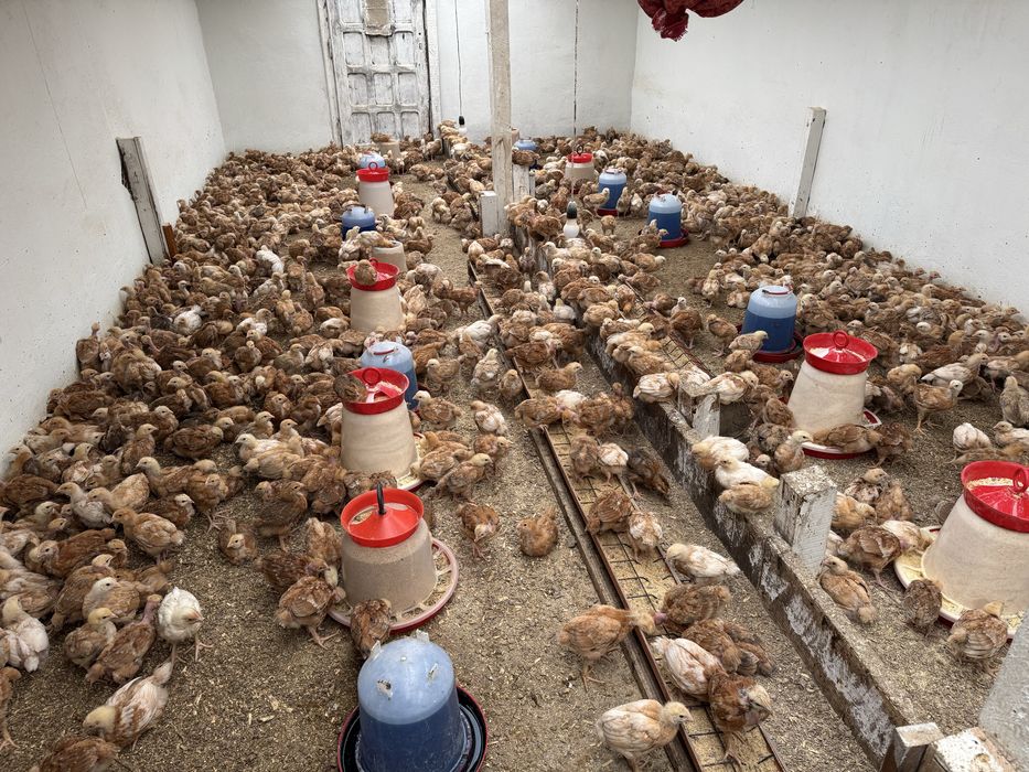 Puicute Kabir ouatoare si de carne