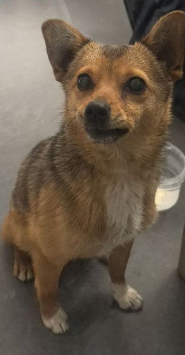 Чихуа песик в добрые руки