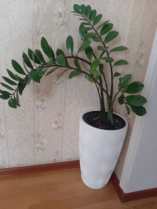 Долларовое дерево