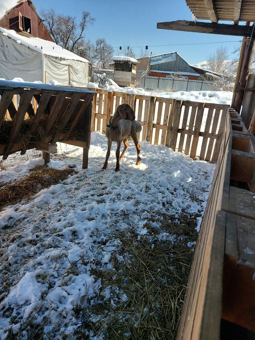 Обмен на матку кочкор