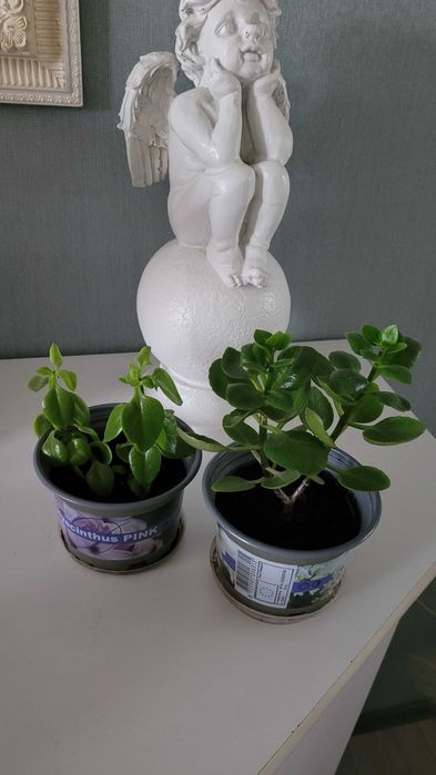 Продам герань,юкка,рео,кактус