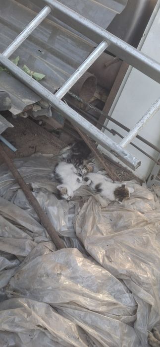 Отдадим котёнка бесплатно