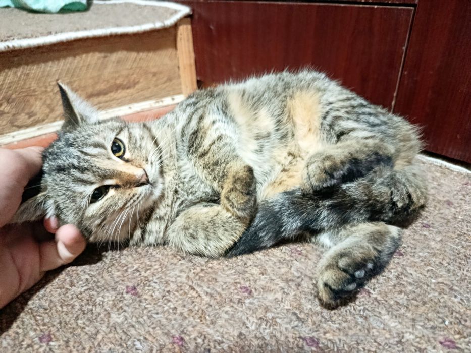 Котята в добрые руки. Отдам даром.