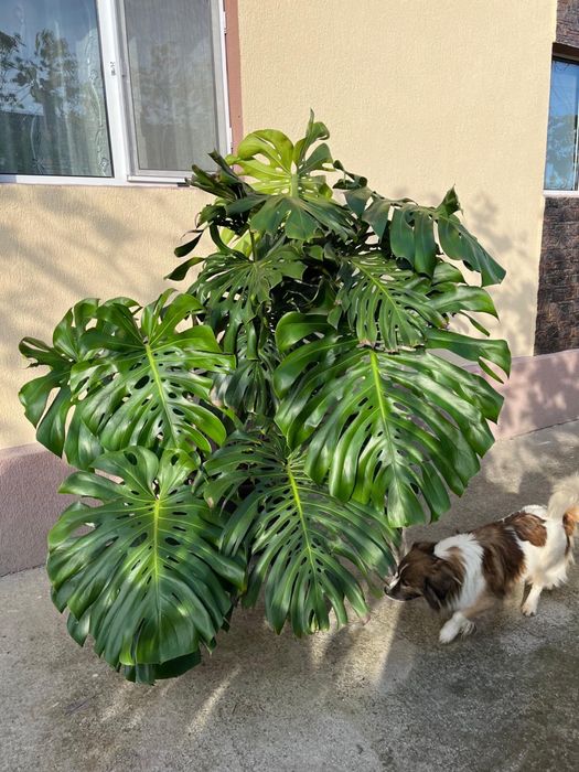 Vand floare Monstera Deliciosa