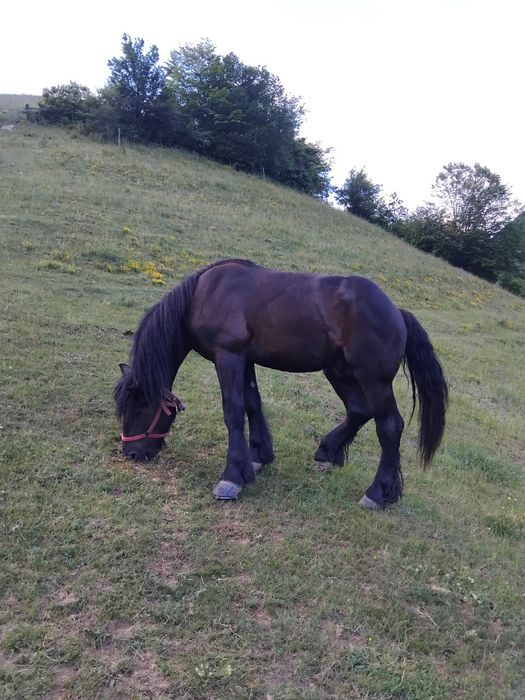 Armăsar de 2 ani de vânzare